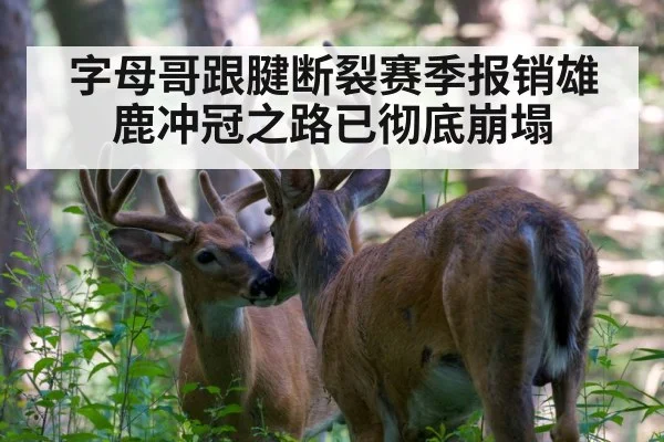 字母哥跟腱断裂赛季报销雄鹿冲冠之路已彻底崩塌